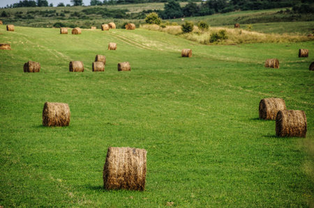 Hay bail harvesting in golden field landscape. Agriculture field with sky.Rural nature in the farm...