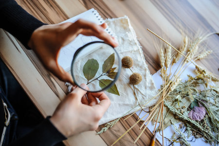Top view of botanist workplace, she use magnifying glass for analysing dried flower and leaves for...