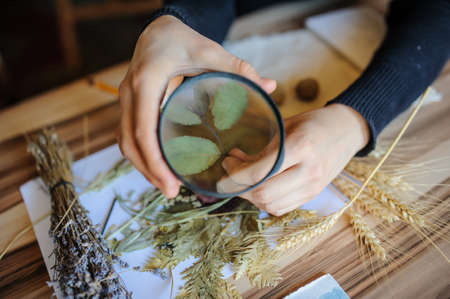 Top view of botanist workplace, she use magnifying glass for analysing dried flower and leaves for cataloging plant at biology lessonの写真素材