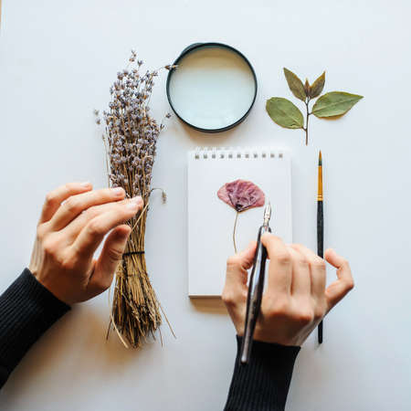 Top view shot Concept of  botanist painter that are drawing composition of dried flowers lavender, pencil, notebook, leaves and magnify glass isolated on White Background with Real Shadow.の写真素材