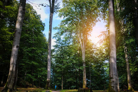 a 6-year boy running between high trees in the forestのeditorial素材