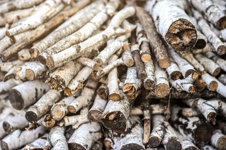 close up photo of birch twigsの写真素材