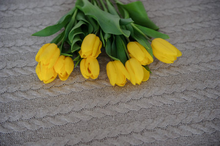 close up photo of yellow tulips on gray woolen texture