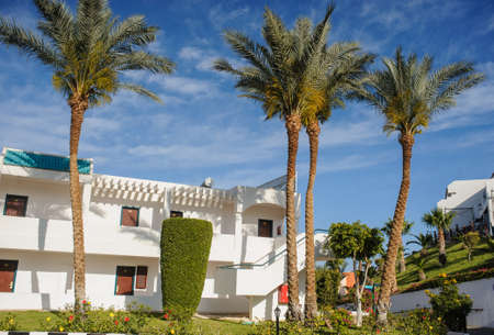 palm trees and other plants in tropical garden of a resort on the coast of Red Seaのeditorial素材