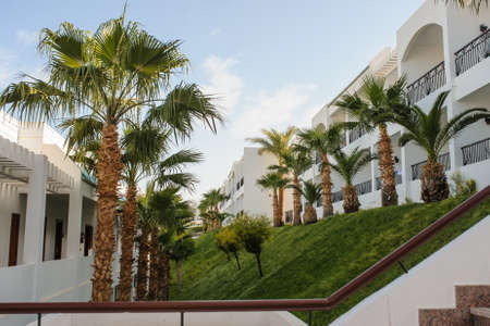 palm trees and other plants in tropical garden of a resort on the coast of Red Seaのeditorial素材