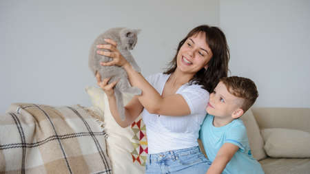 close up photo of a young brunette and a 7-years boy playing with a gray kitten sitting on a sofa in a flatの写真素材
