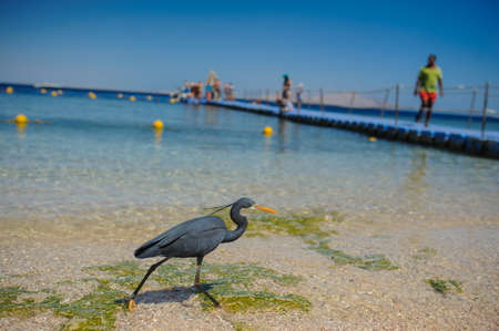Beautiful black heron walks on golden beach on red sea coastの写真素材