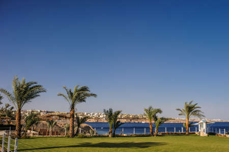 palm trees and other plants in tropical garden of a resort on the coast of Red Seaのeditorial素材