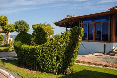 palm trees and other plants in tropical garden of a resort on the coast of Red Seaのeditorial素材