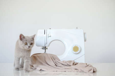 close up photo of a gray kitten playing near a white sewing machineの写真素材