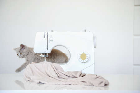 close up photo of a gray kitten playing near a white sewing machineの写真素材