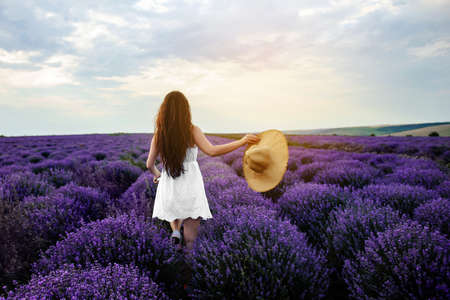 Back view of a young woman in white dress and straw hat walking in the lavender field. Lavender flowers in bloom.の写真素材