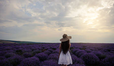 Back view of a young woman in white dress and straw hat walking in the lavender field. Lavender flowers in bloom.の写真素材
