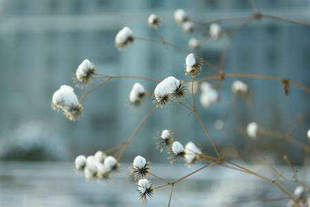 winter plantの写真素材