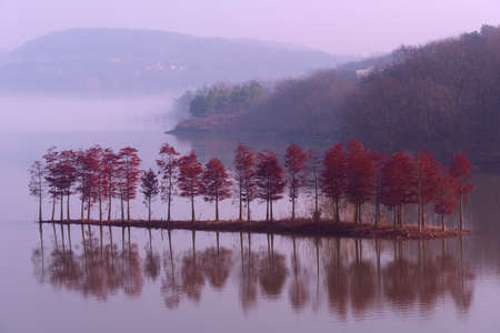 Tianquan lake, acres of redwood trees become beautiful sceneryの写真素材