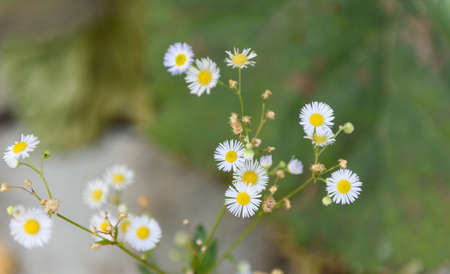 white flowersの写真素材
