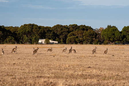 Australian Kangarooの写真素材