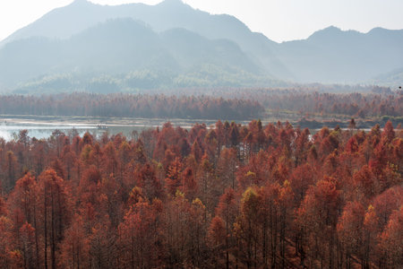 autumn Wetland park