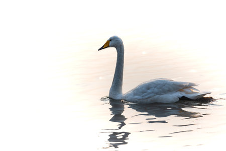 Swan at lake