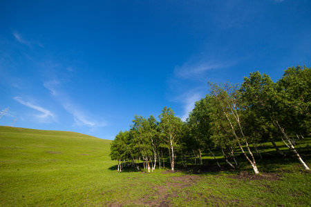 Prairies