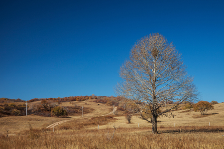 Dried trees in a rural areaの写真素材