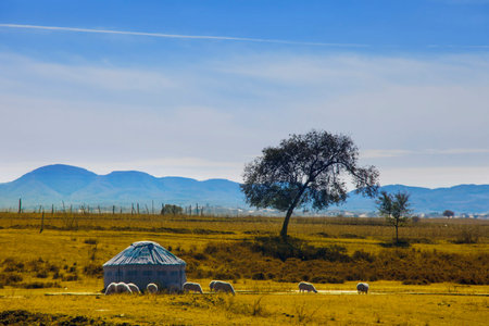 Yurt on the grassland