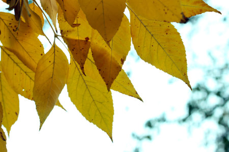 Autumn leaves in the sunshine