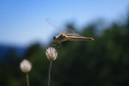 dragonfly on a sunny day sitting on a blade of grassの写真素材