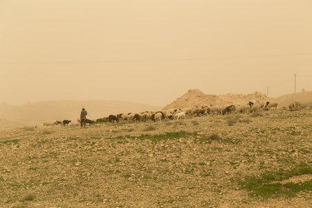 Landscape during sandstorm in the Israel and Palestine desert, with shepherd grazing goats and sheep in the background.の写真素材