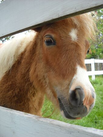 An adult Scottish pony playfully glances at others from behind a white wooden fence. White-brown horse.の写真素材