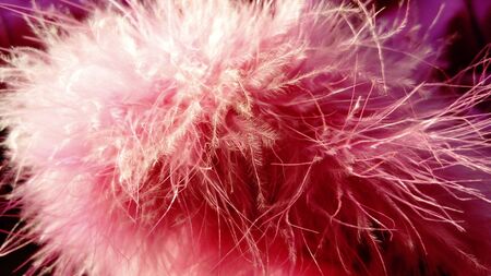 Fluffy natural beautiful pink boa.の写真素材