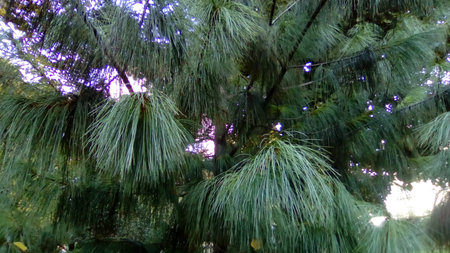 Pine branch with long and thin needles. The pine tree looks soft and fluffy. The needles have a rich...