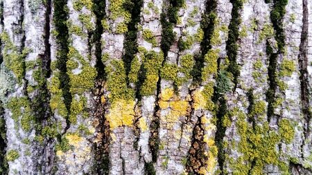 Green moss on a tree trunk. Old bark. Creeping spore green plant without roots and flowers.の写真素材