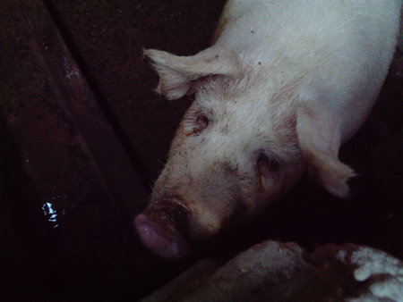 Pig in the stall. A dirty barn where animals are kept. Piglet with a lot of weight. The pig asks not...