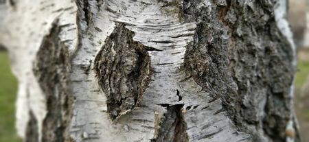 Birch trunk. Close-up of birch bark. Birch bark. Damaged old tree bark. A wound on a wooden surface from a broken branch.の写真素材