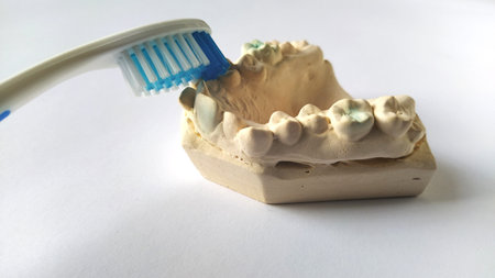 Toothbrush and mock human jaw. Plaster lower jaw. Dental and health care concept. White background....