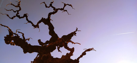 Silhouette of a tree without leaves on a background of blue sky, sun rays and a flying plane. A...