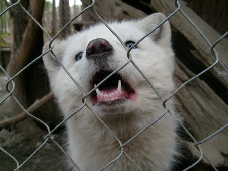A polar fox with white hair and blue eyes stands in a cage of a zoo or menagerie and looks. An animal in captivity. Black nose and open mouth of a fox. Mesh netting as an aviary fence.の写真素材