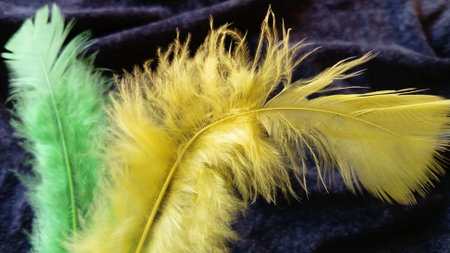 Two gentle fluffy feathers on a dark background. One feather is bright yellow, the second feather in...