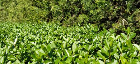 Green shrubs. Hedge. Bright fresh foliage. Glossy shiny leaves. Solar lighting. City Park. Garden decoration.の写真素材