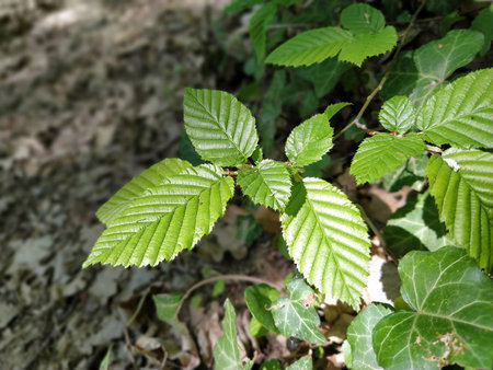 Young green leaves of wild raspberries (lat. Rubus idaeus). Close-up. Soft sunlight through the forest foliage. The effect of depth and blur at the edges of the photo. Forest on Fruska Gora, Serbia.の写真素材