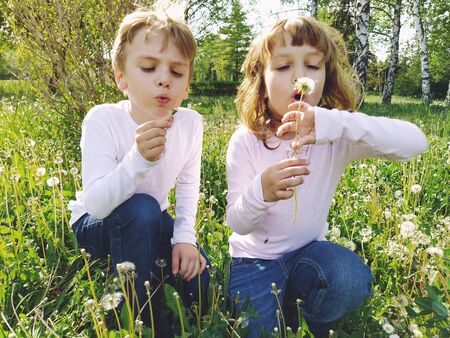 Boy and girl on the grass. Cute children pick meadow flowers and blow on dandelion seeds. Brother and sister are wearing white blouses and blue jeans. sunny weather in a city park. Recreation and communication in nature. Ecology, healthy lifestyle and nutrition conceptの写真素材