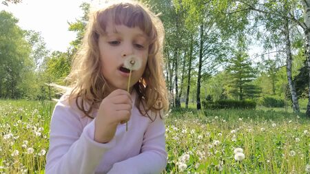 cute young girl draws air into her chest and blows off white fluffy dandelion seeds. A child with blond hair is dressed in a pink blouse. Wildflowers in the meadow. Games in the summer forestの写真素材