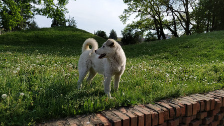 A white dog is playing on a green lawn. A mutt dog runs and jumps on the field. A satisfied pet...
