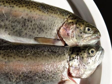 Two trout fish on a white plate. Fresh edible fish close-up. Shiny scales on the body, transparent eyes of the fish. High in omega-3 unsaturated fatty acids for a healthy diet. Mediterranean diet.の写真素材