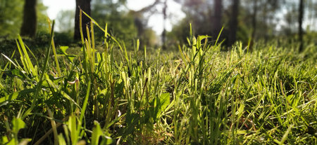 Green grass in the meadow. Lawn in a city park with trimmed grass. Sun rays and glare. Horizontal...