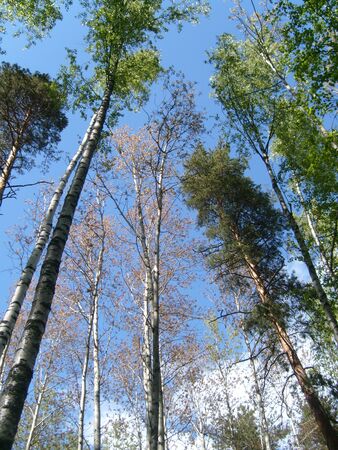 Crowns of tall trees in a mixed northern forest. Scandinavian flora, Karelia, Finland. Green foliage and semi-dry tree trunks against a blue cloudless sky.の写真素材