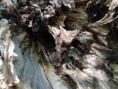 Wavy Wood Pattern Inside of Fallen Tree. Wood texture background. Florid moves from termites and...