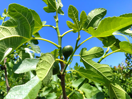 Figs on a branch. Green branches of a fig tree. Growing fruits on a fruit tree. Blue sky in the...