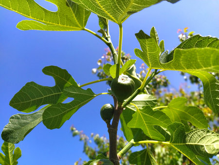 Figs on a branch. Green branches of a fig tree. Growing fruits on a fruit tree. Blue sky in the...